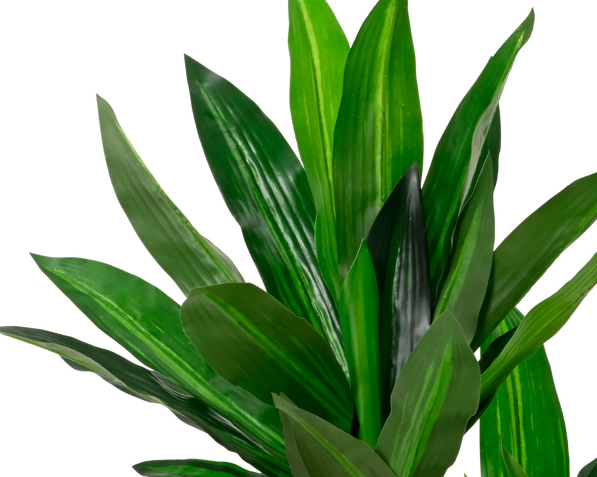 Dracaena Fragrans artificiale