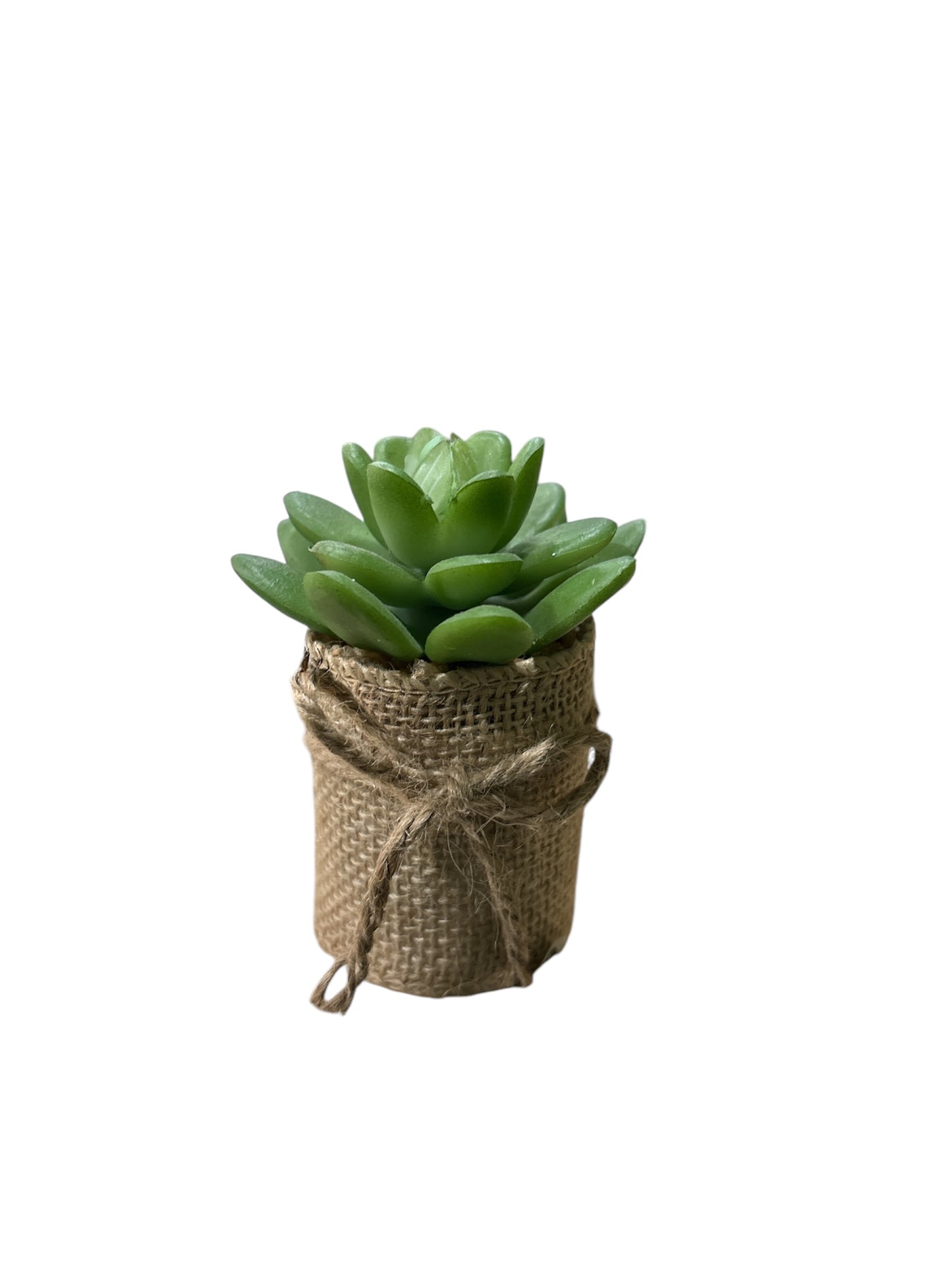 Pianta grassa