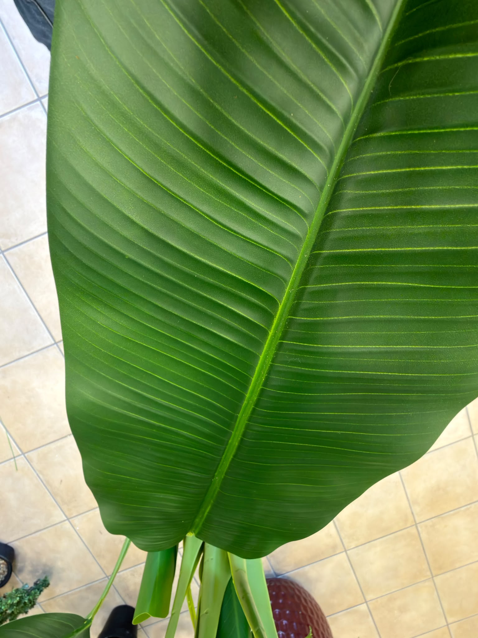Banano Artificiale 160 cm - 2 Fusti