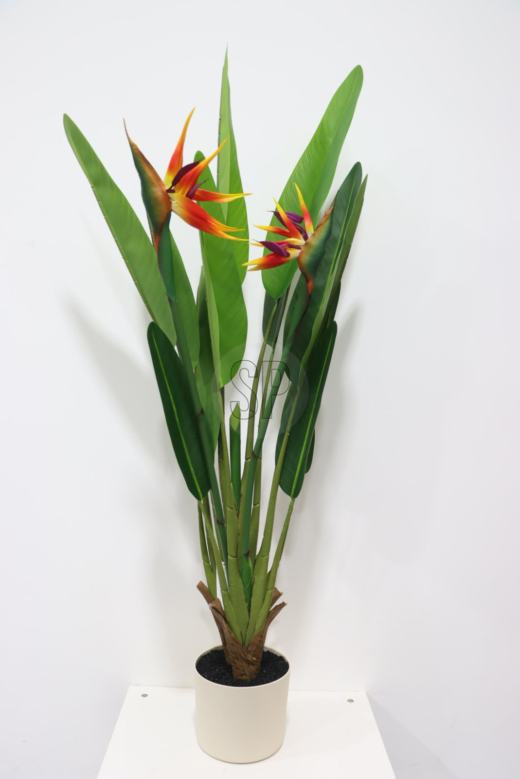 Pianta Sterlizia reginae – 120 cm