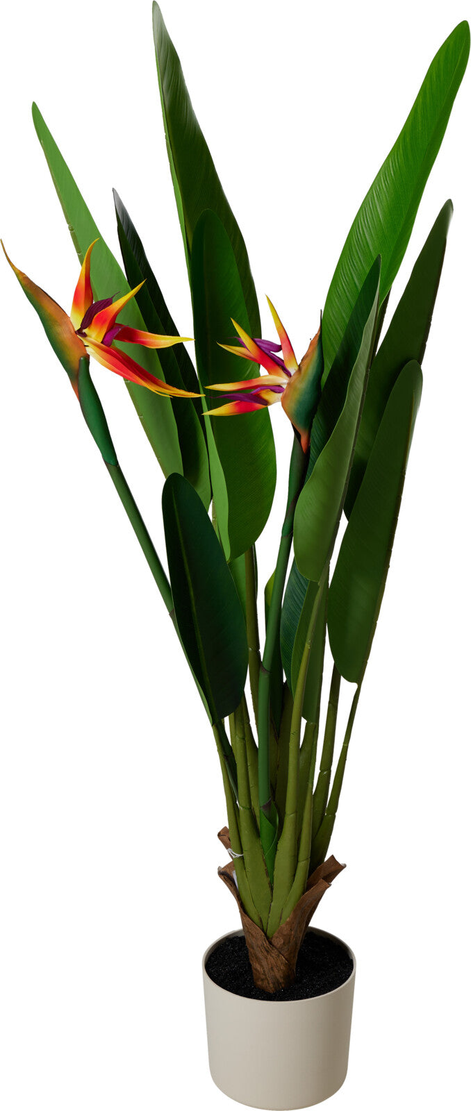 Pianta Sterlizia reginae – 120 cm