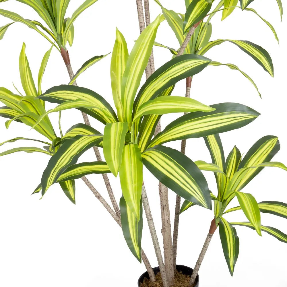 Pianta Dracena Artificiale da Esterno 180 cm - Certificazione UV 3 Anni