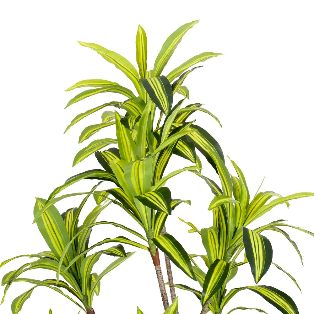 Pianta Dracena Artificiale da Esterno 180 cm - Certificazione UV 3 Anni
