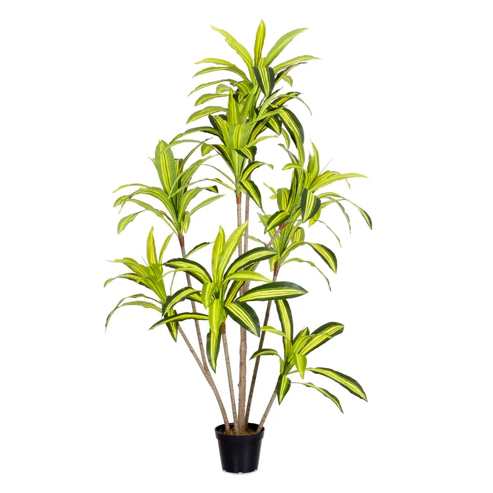 Pianta Dracena Artificiale da Esterno 180 cm - Certificazione UV 3 Anni