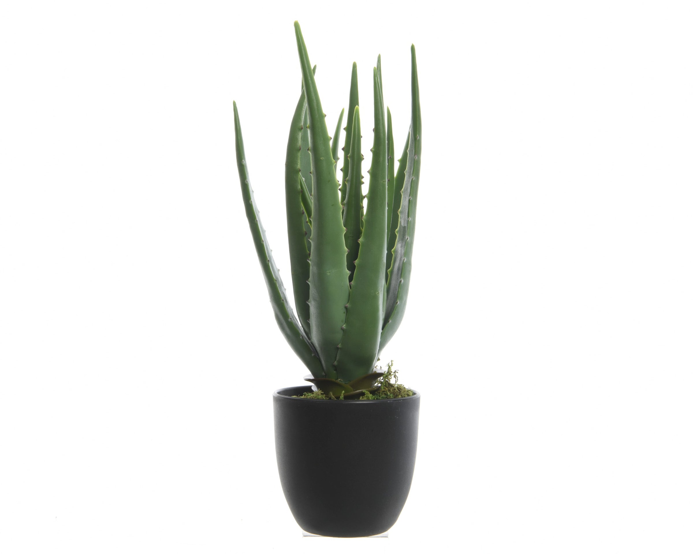 Aloe Vera in vaso plastica-800789