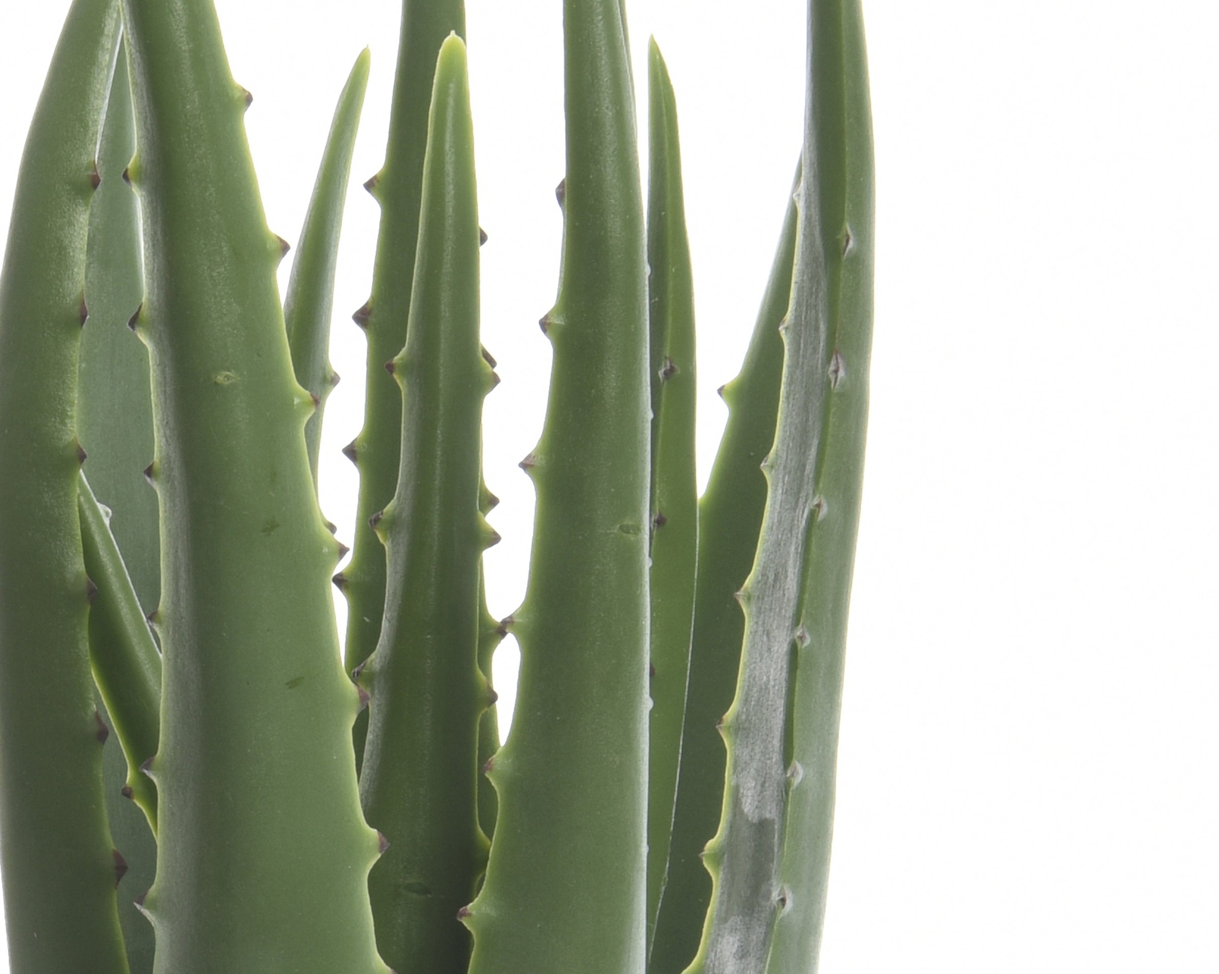 Aloe Vera in vaso plastica-800789