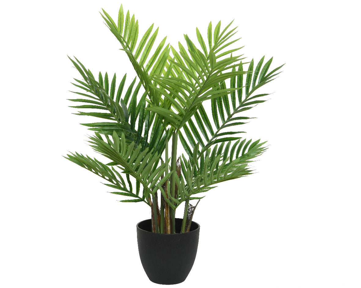 Kentia in Vaso di Plastica