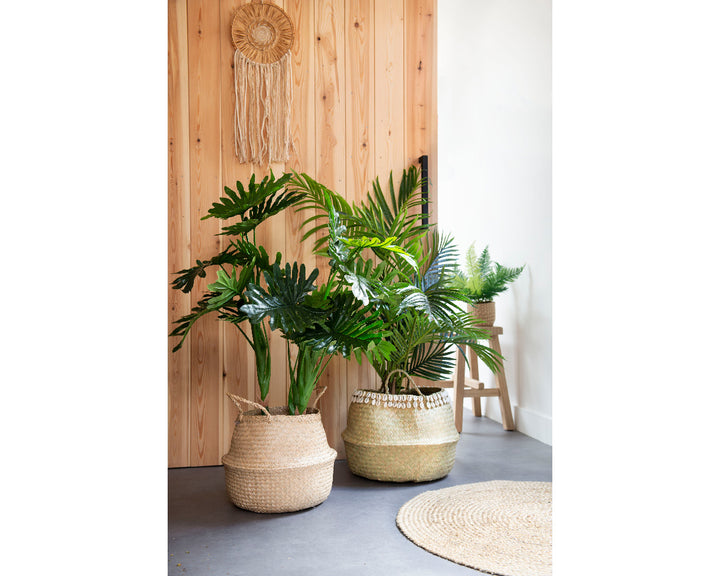 Kentia in Vaso di Plastica