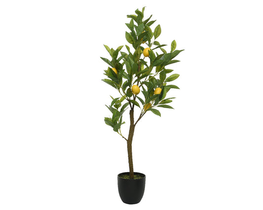 Albero limone albero in vaso di plastica