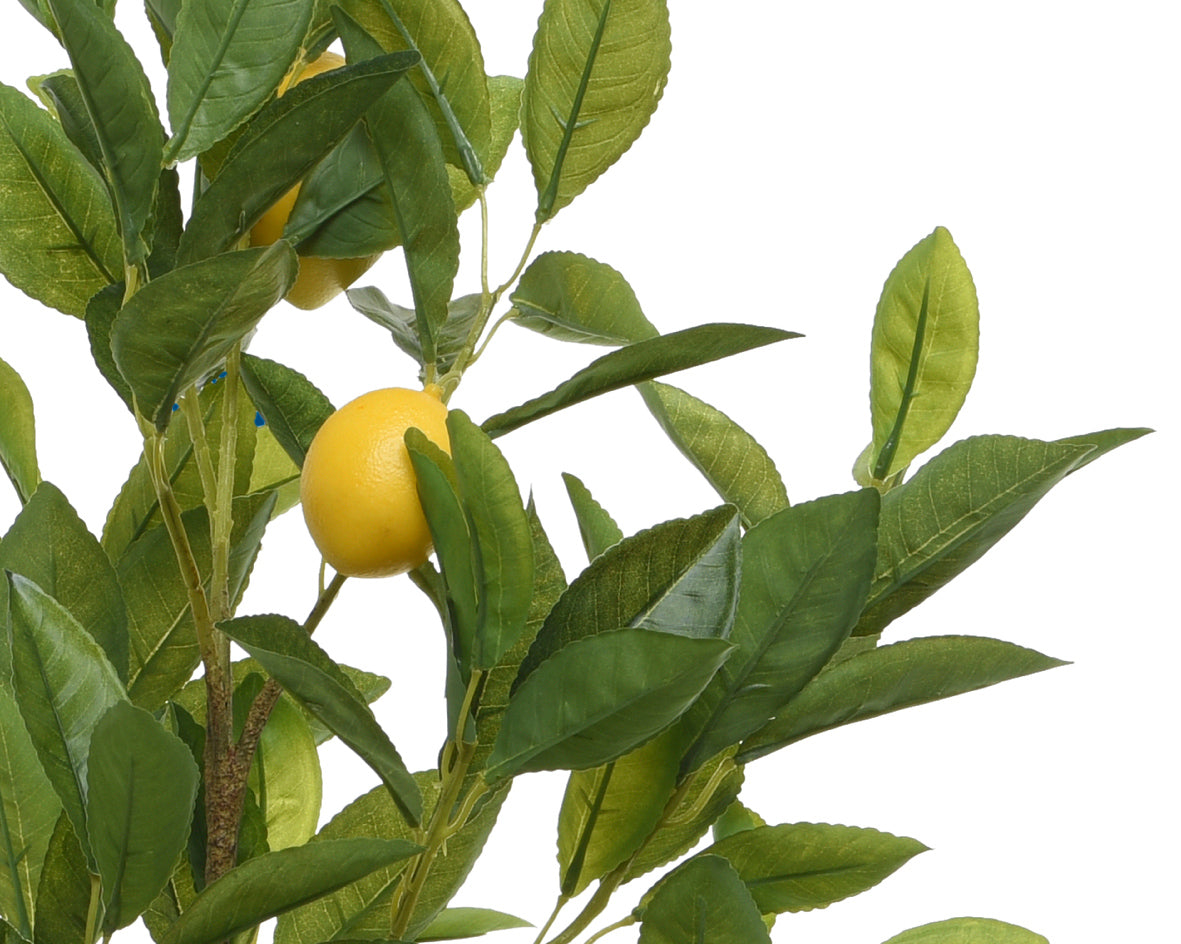 Albero limone albero in vaso di plastica