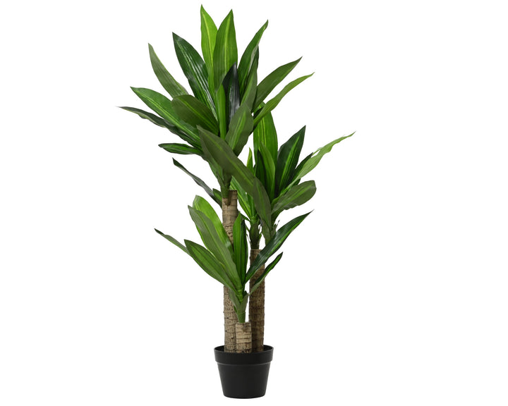 801114 - Dracaena Fragrans in vaso plastica