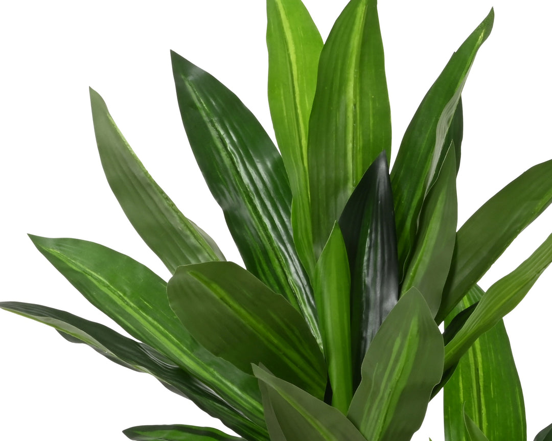 801114 - Dracaena Fragrans in vaso plastica