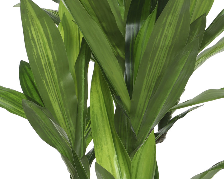 801114 - Dracaena Fragrans in vaso plastica