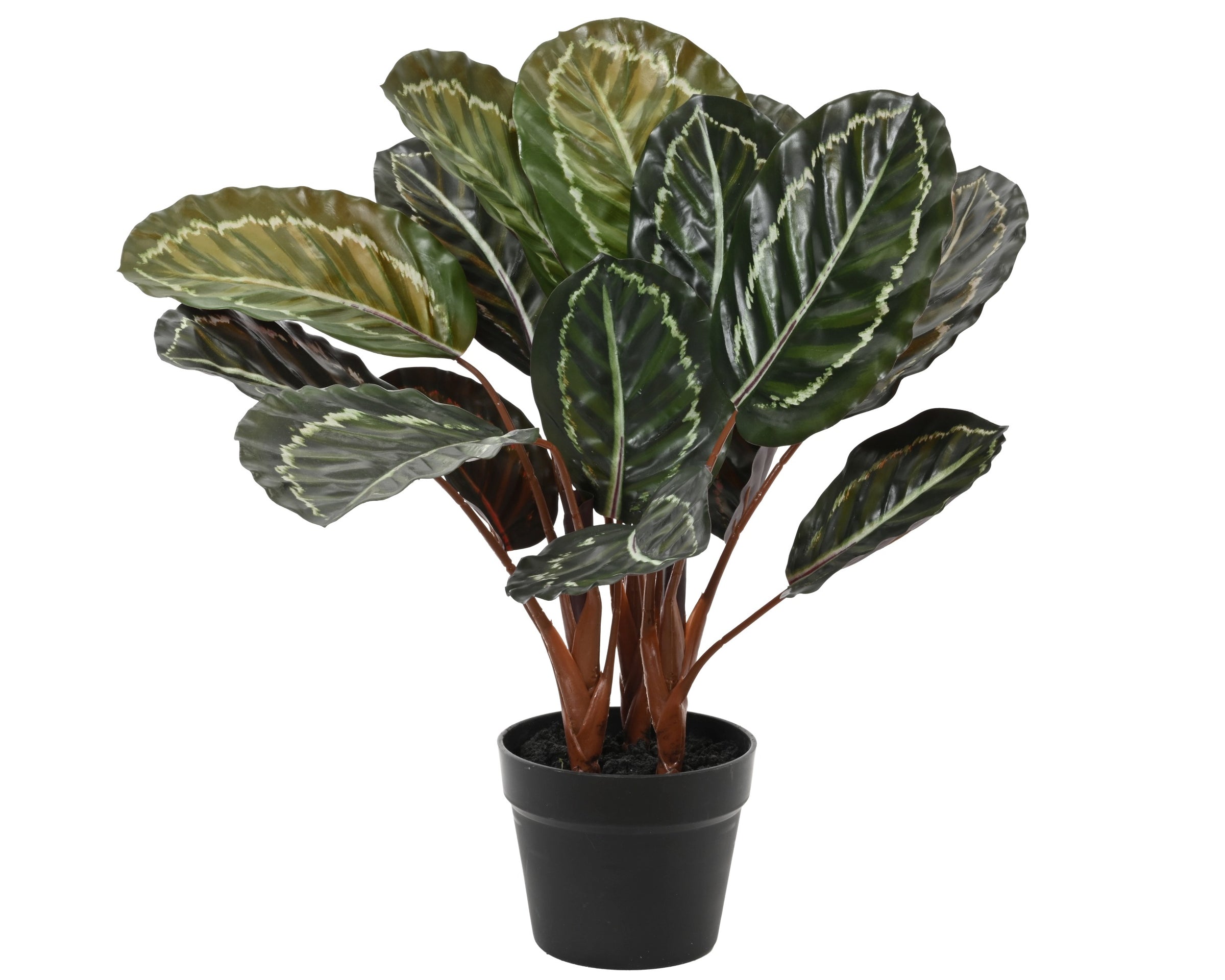 Calathea Orbifolia in vaso plastica-801116