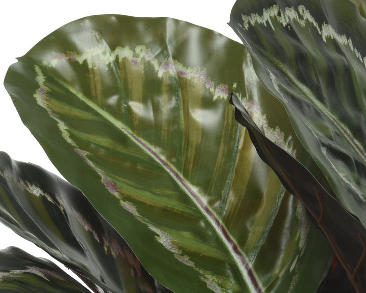 Calathea Orbifolia in vaso plastica-801116