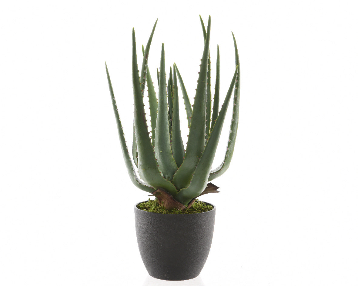 Aloe vera