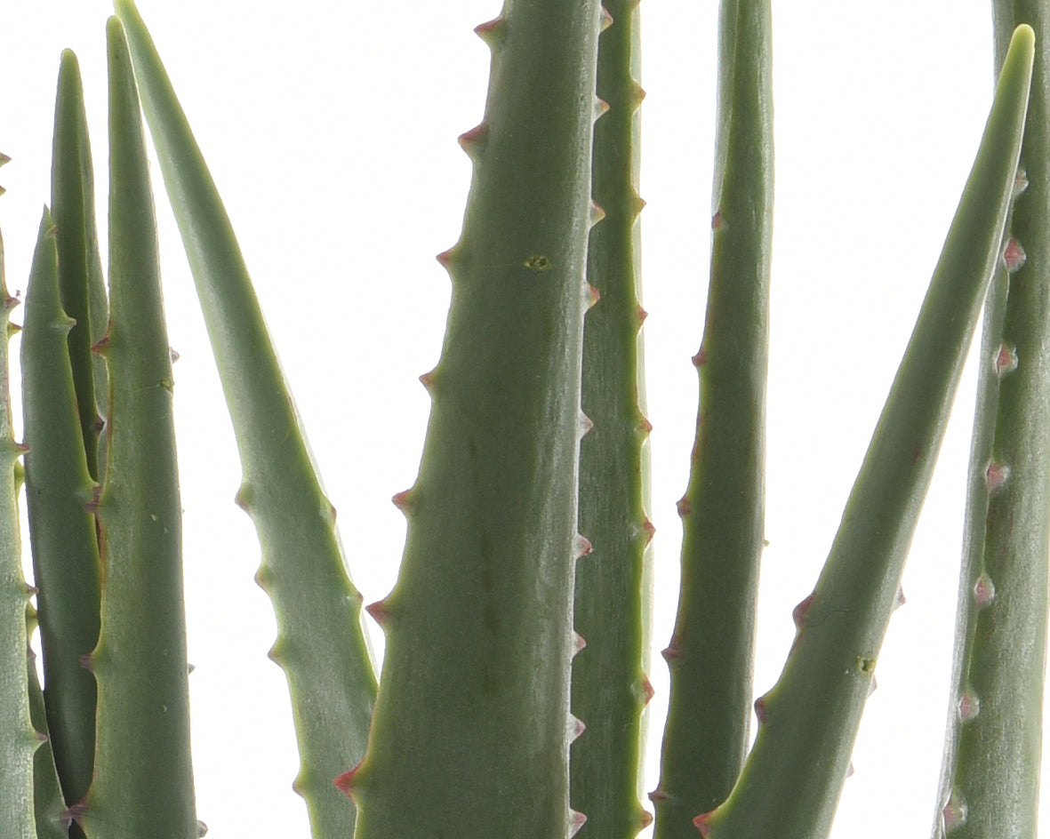 Aloe vera