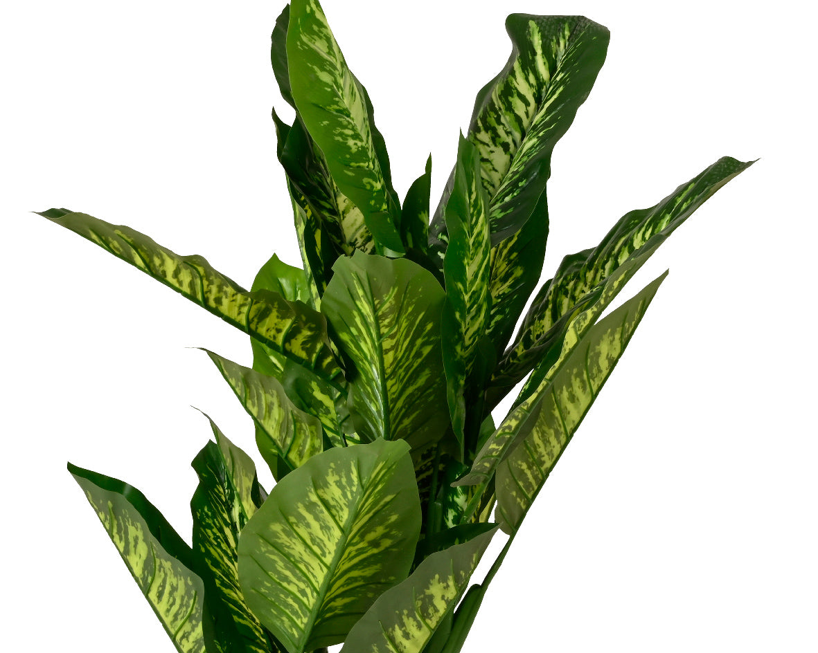 Dieffenbachia Artificiale