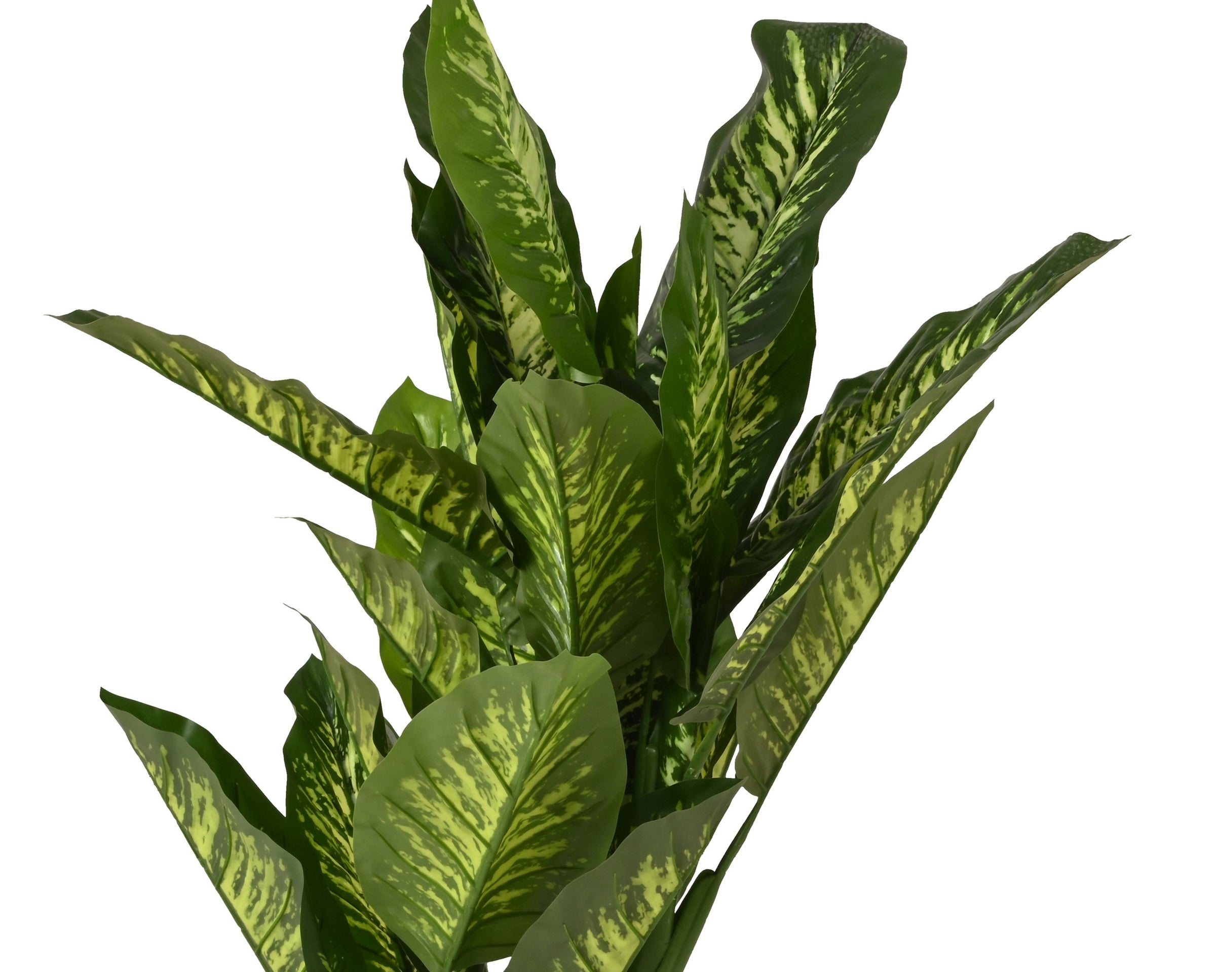 Pianta Artificiale Dieffenbachia in Vaso H 150 cm