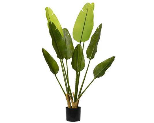 Strelitzia Artificiale