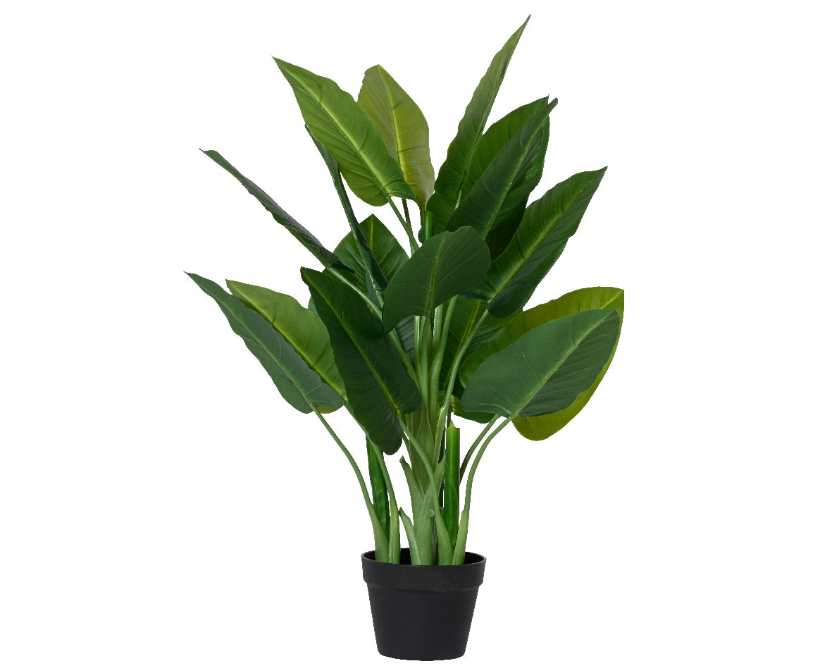 Philodendron imperial green