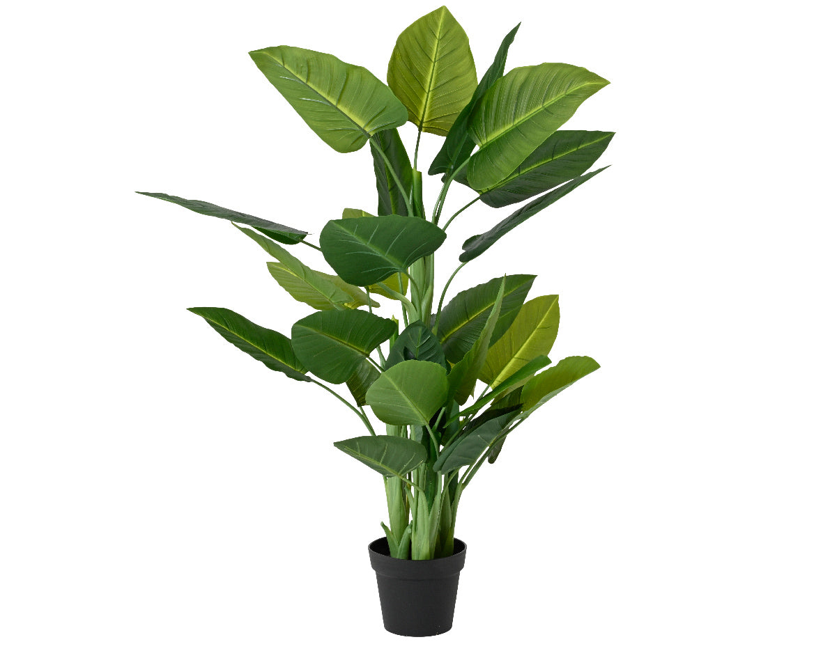 Philodendron imperial green