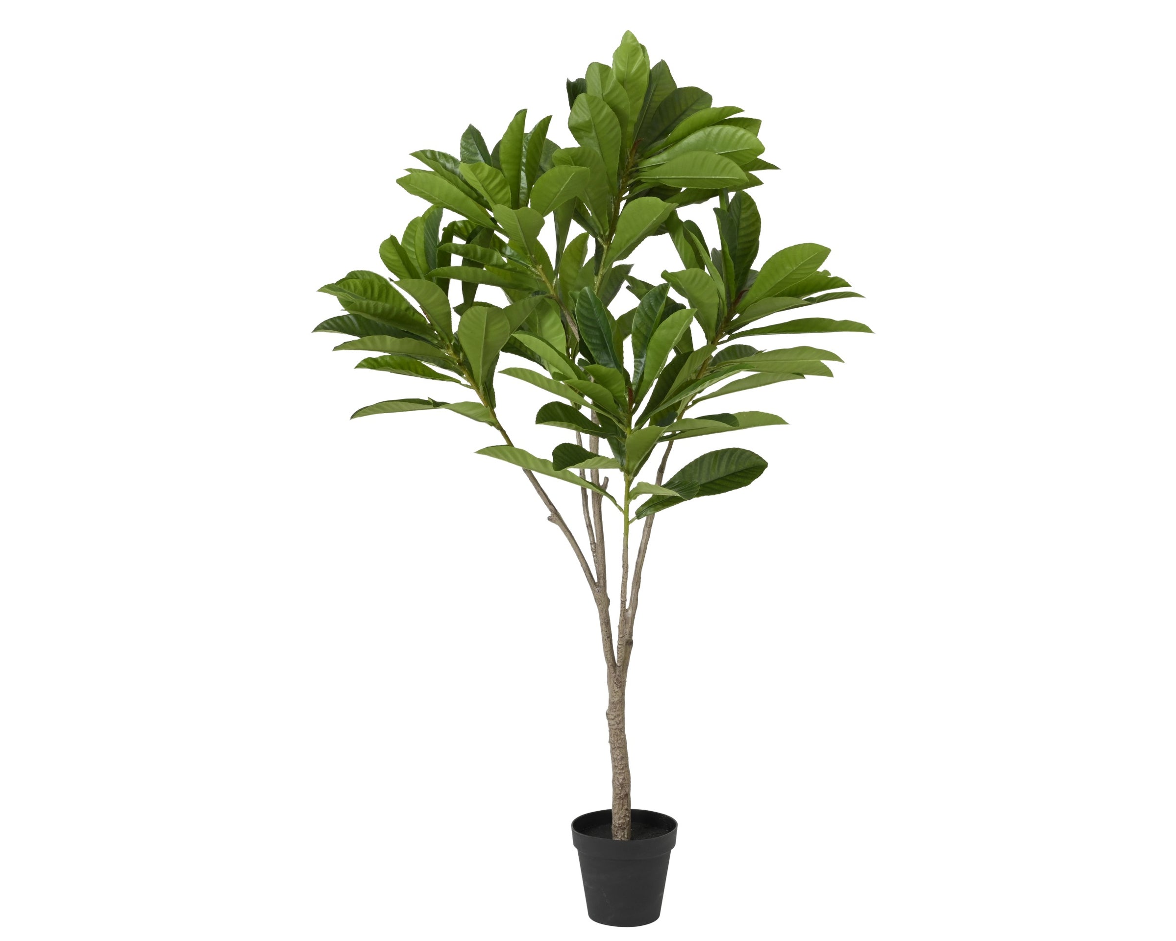 Rhaphiolepis ( nespolo del Giappone )
 artificiale Everlands 180 cm