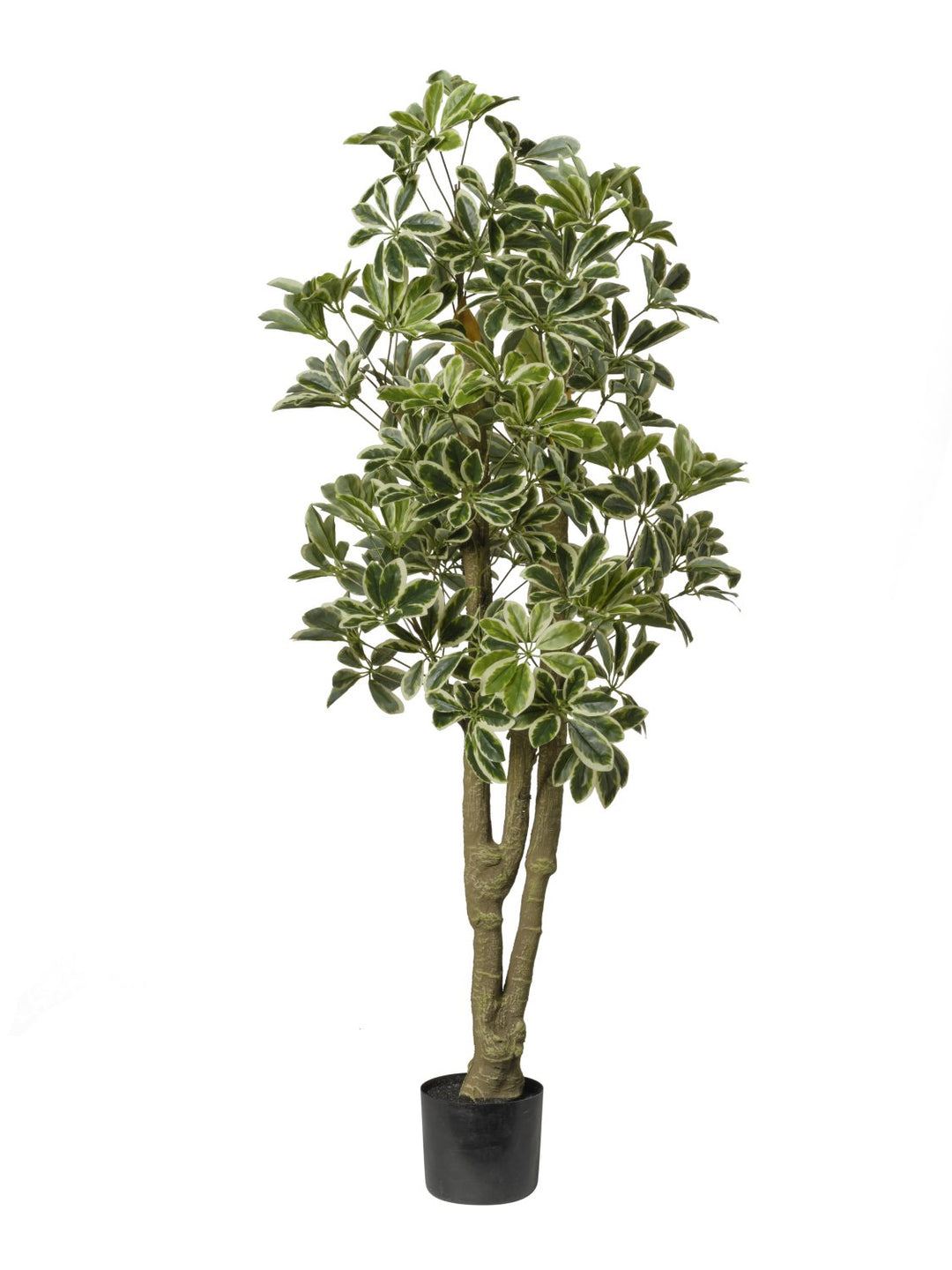 Schefflera Artificiale Variegata 150 cm con Vaso