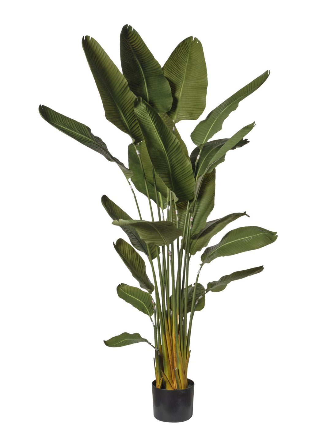 Strelitzia Artificiale 220 cm in Vaso
