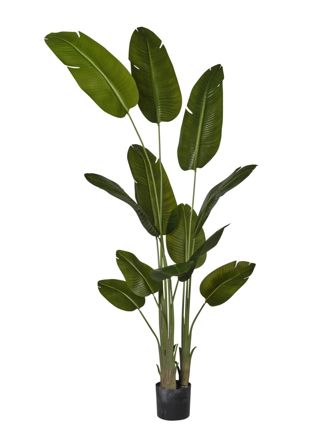 Pianta Strelizia Artificiale Triplo Fusto | H. 240 cm | Verde