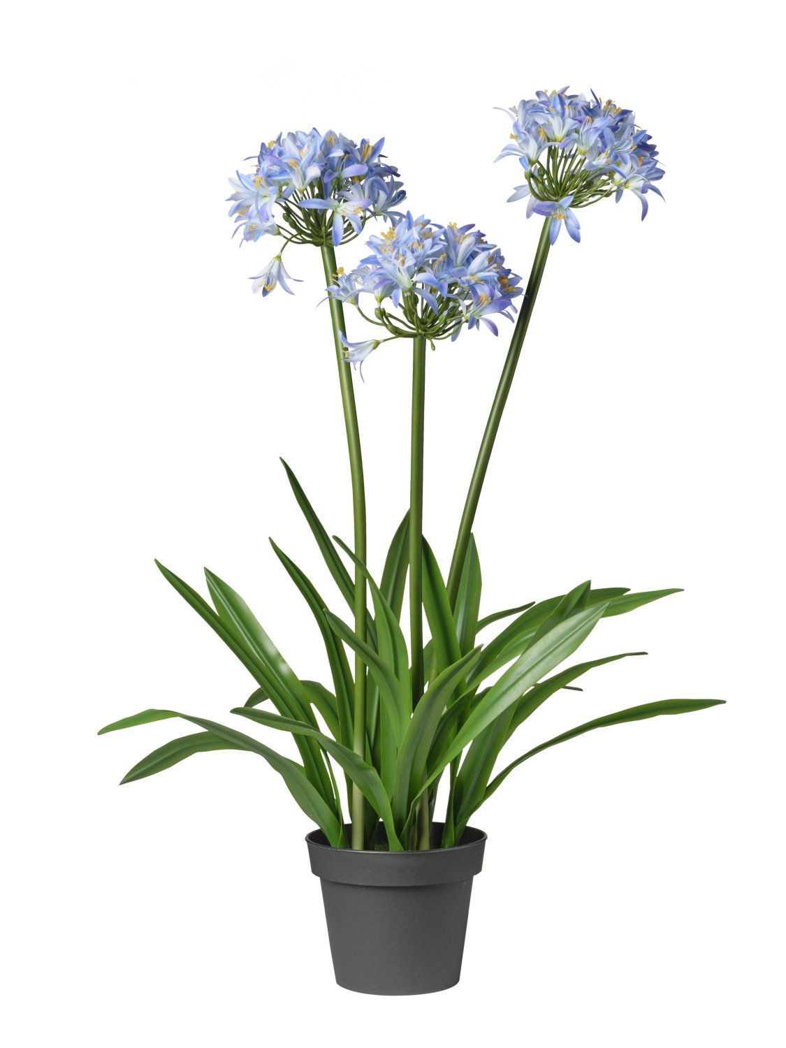 Pianta Agapanto Artificiale | H. 100 cm | Blue