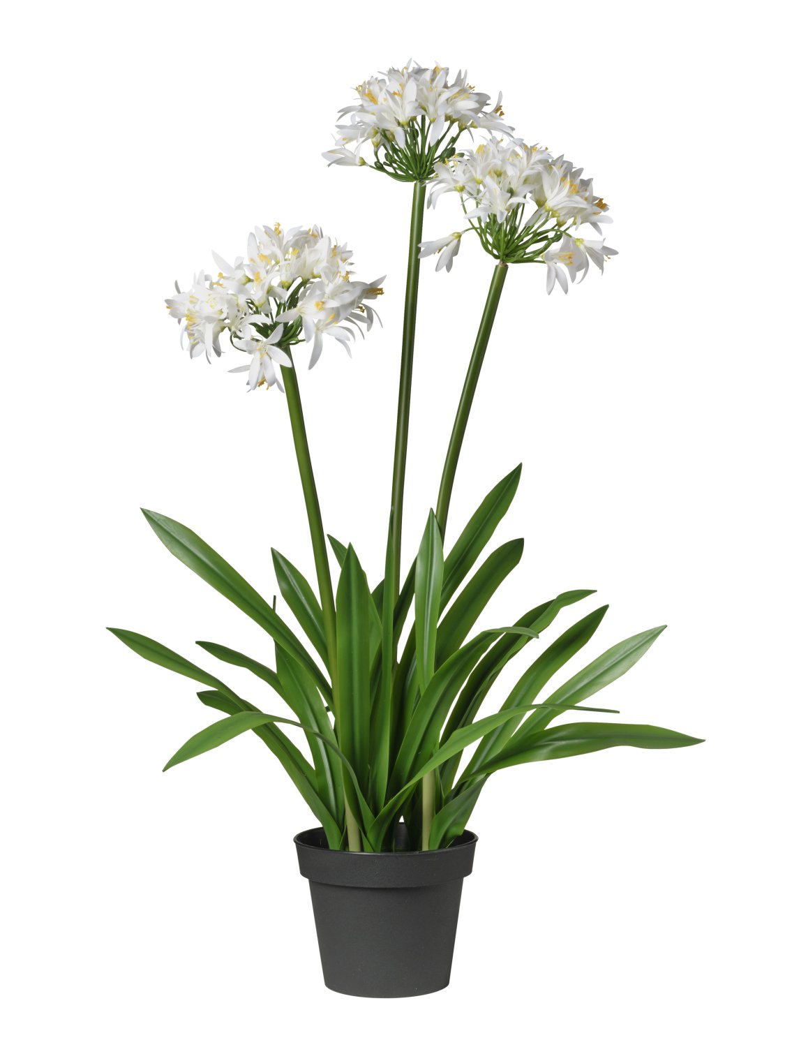 Pianta Agapanto Artificiale | H. 100 cm | White