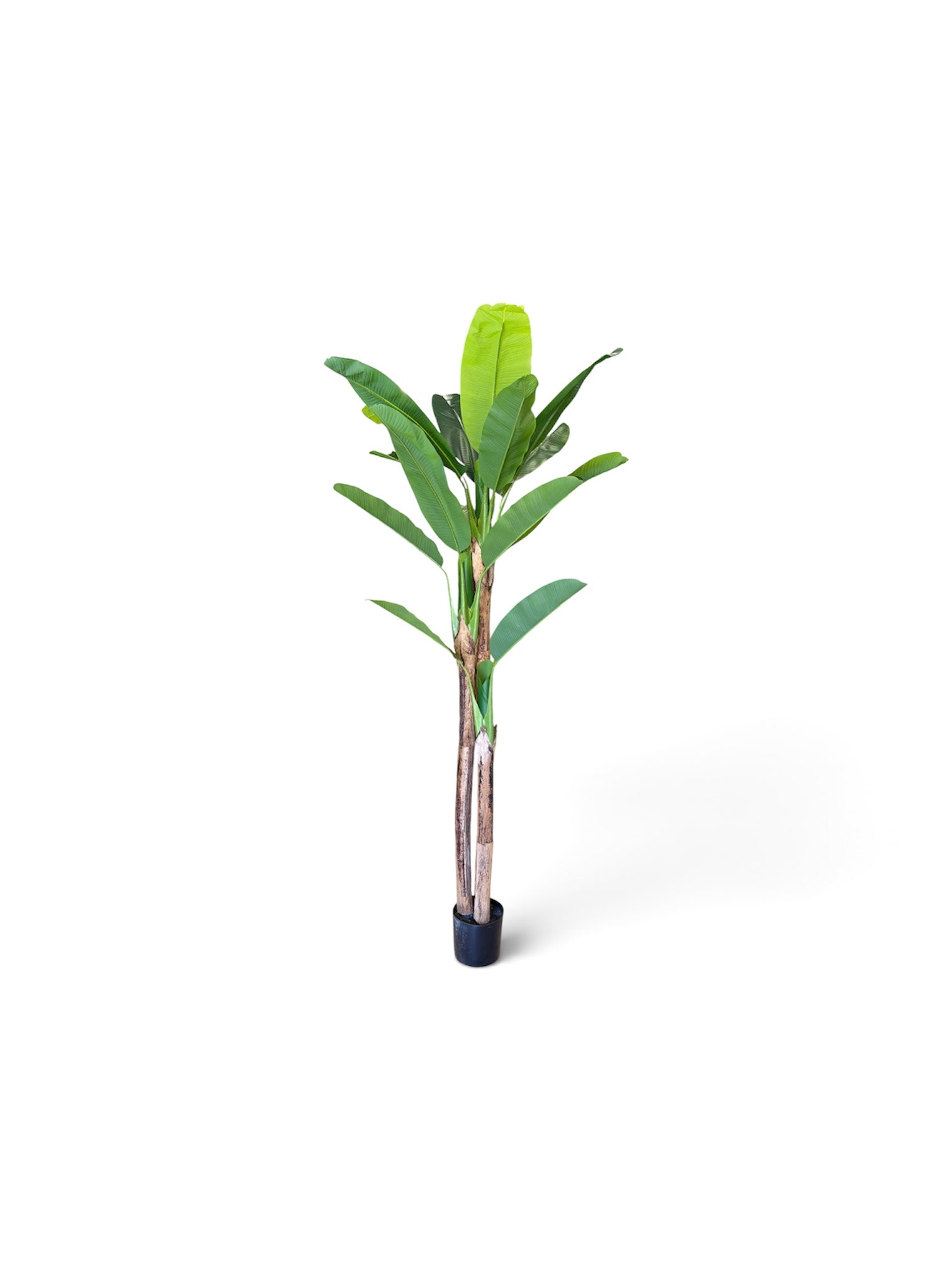 Banano Artificiale 240 cm - 3 Fusti