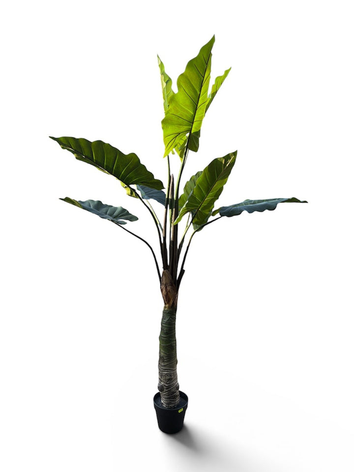 Alocasia Artificiale 170 cm