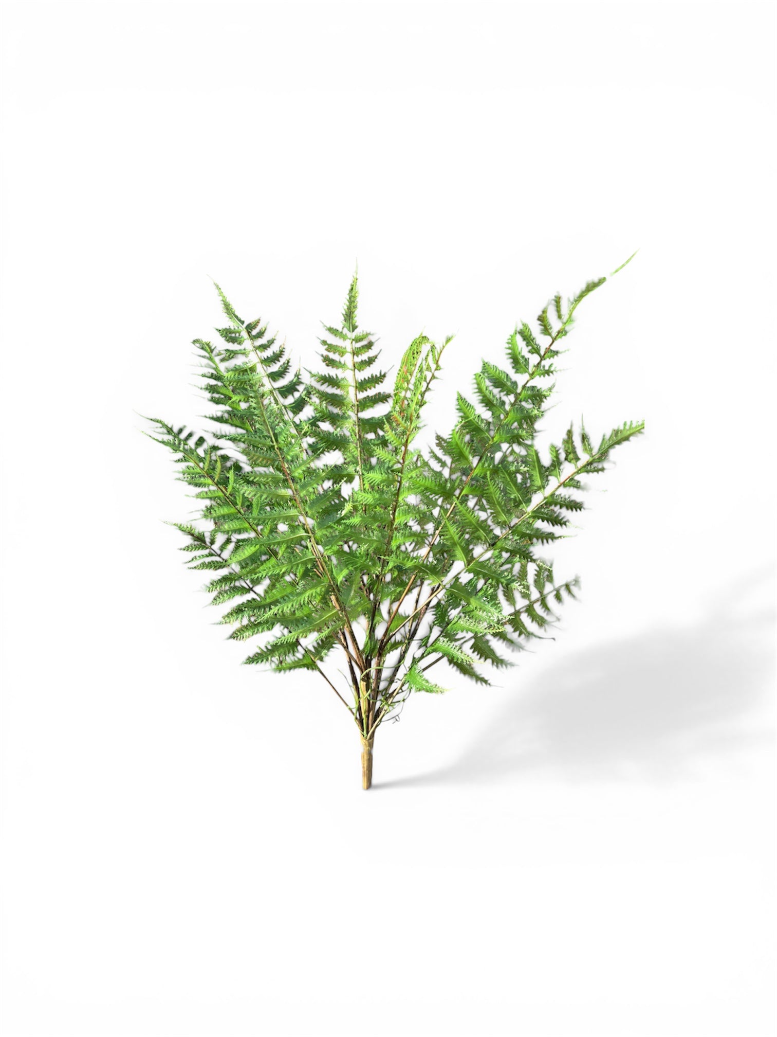 Felce Artificiale Bush 24 Rami – Altezza 75 cm