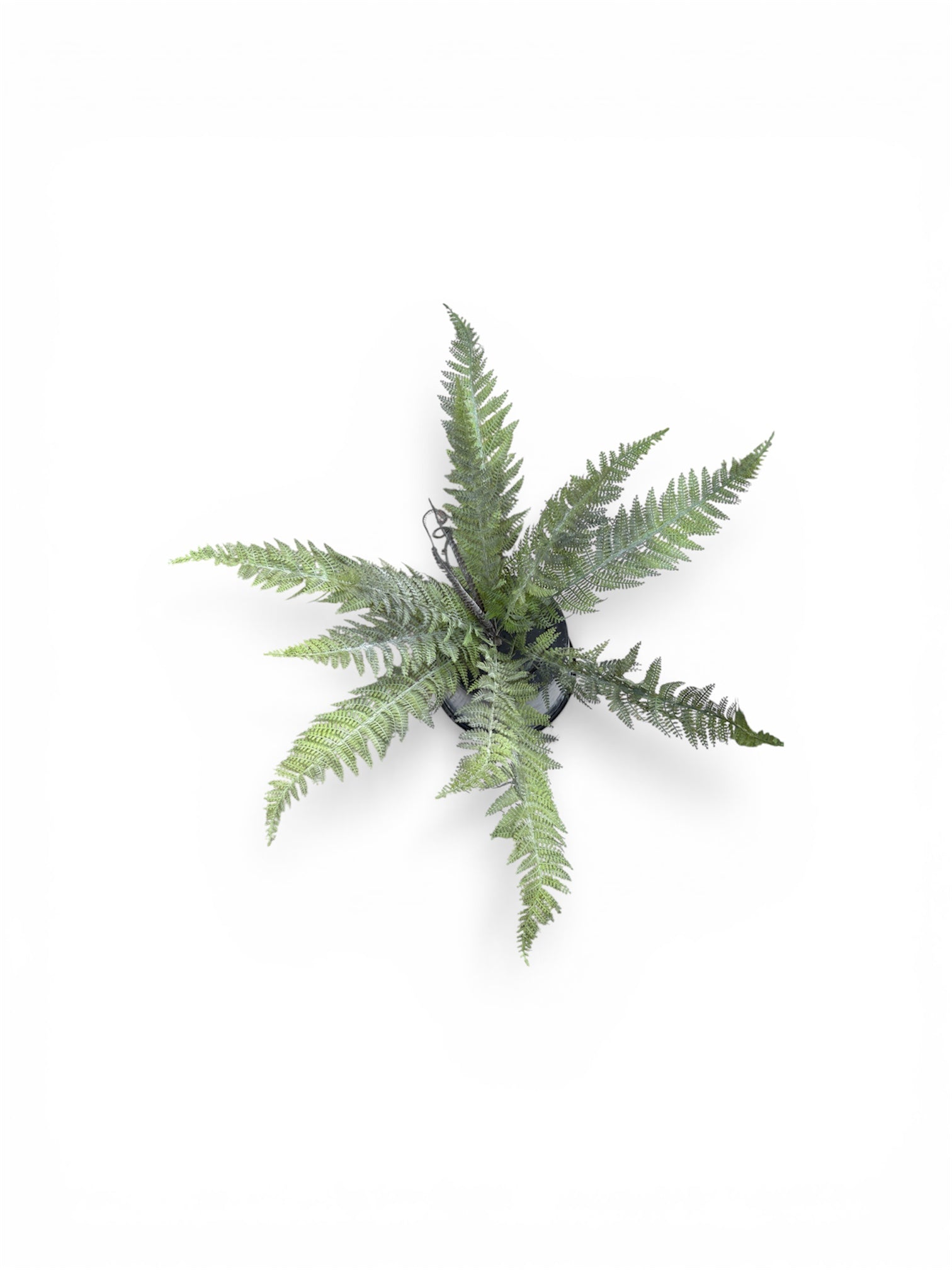 Felce Artificiale 12 Rami – Altezza 50 cm