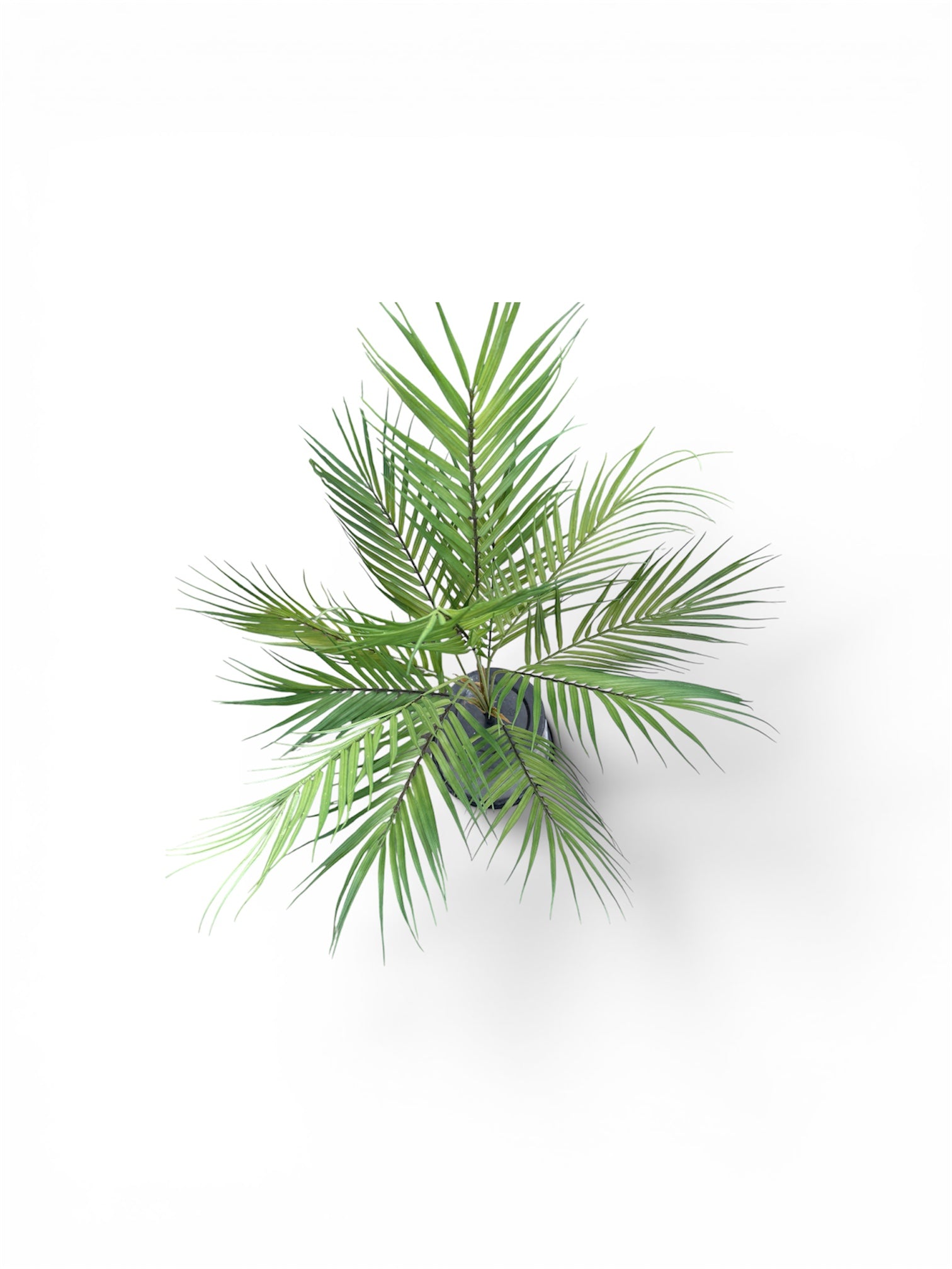 Ciuffo Kentia Artificiale 12 Foglie – Altezza 81 cm