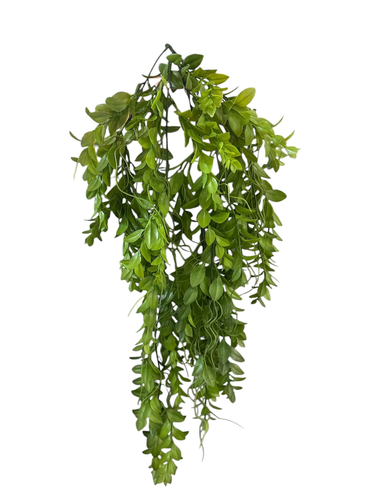 Euphorbia pendente