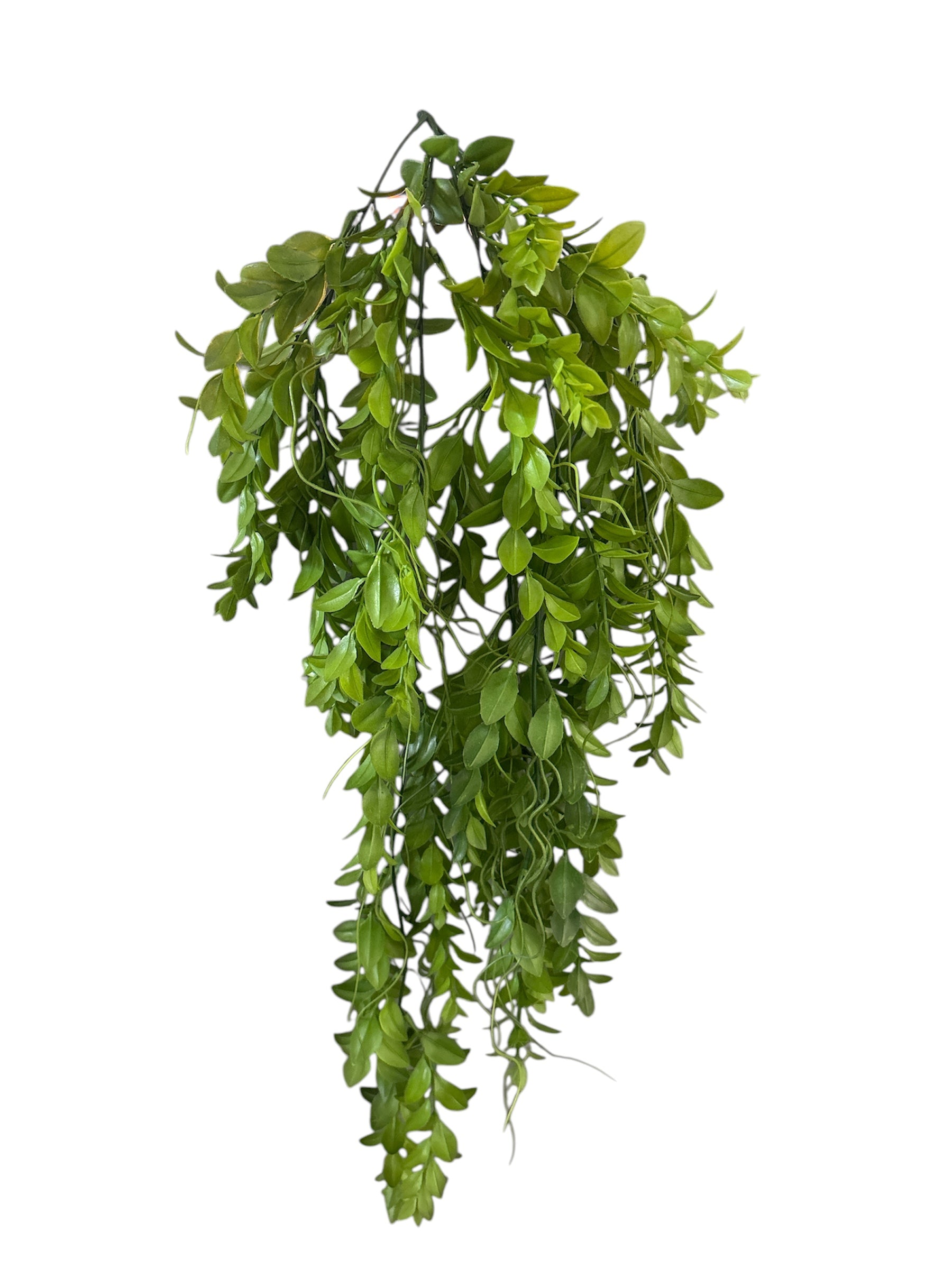 Euphorbia pendente