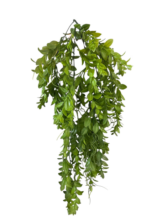 Euphorbia pendente