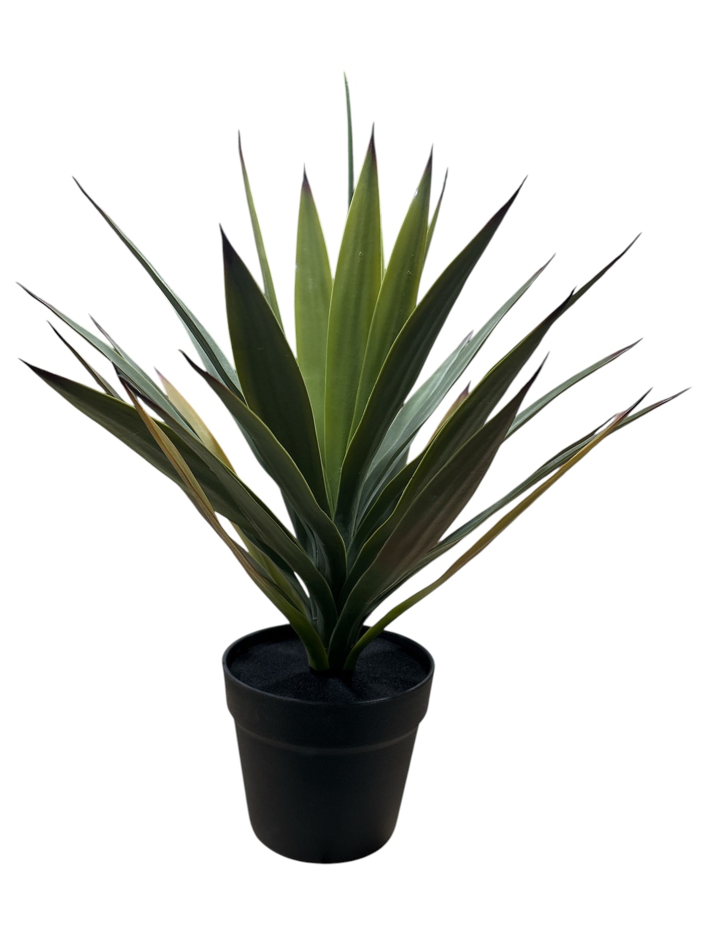 Agave Green