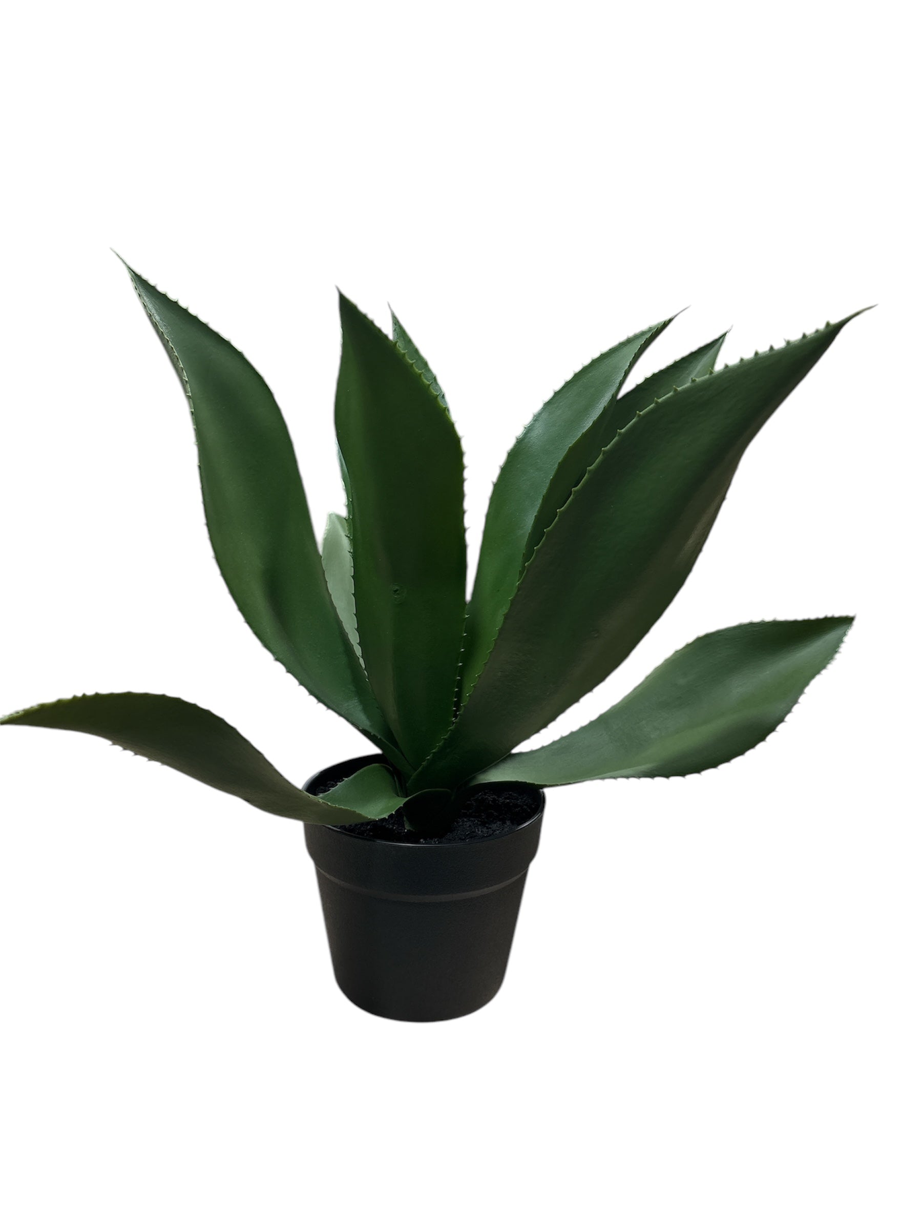 Agave