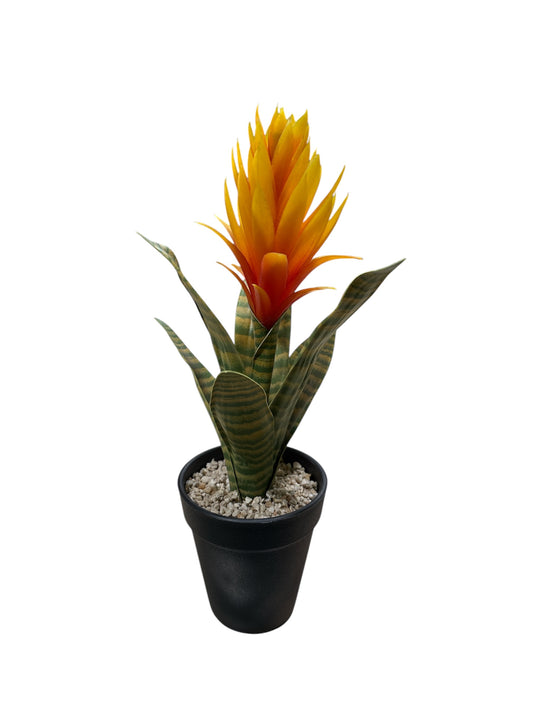 Guzmania artificiale