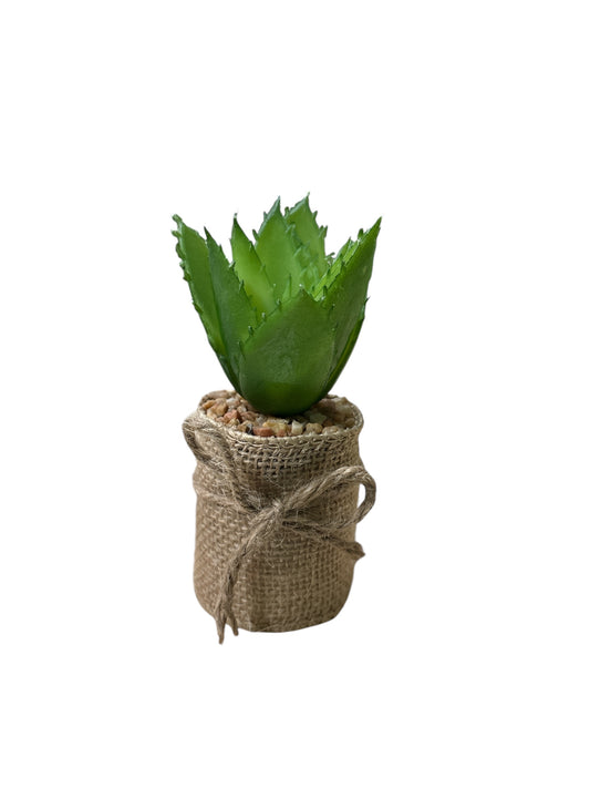 Pianta grassa