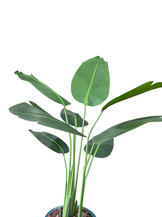 Pianta Strelitzia in Vaso Ø40×120 cm (cod. 808458) – Kaemingk