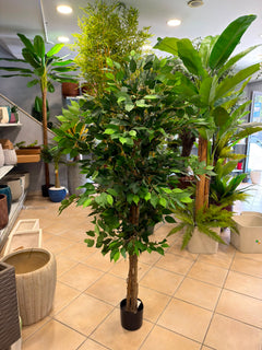 Ficus Benjamina artificiale 180 cm con tronco intrecciato - vista completa