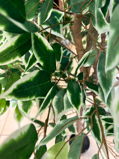 Ficus Benjamina Variegato artificiale - dettaglio foglie variegate verde e bianco