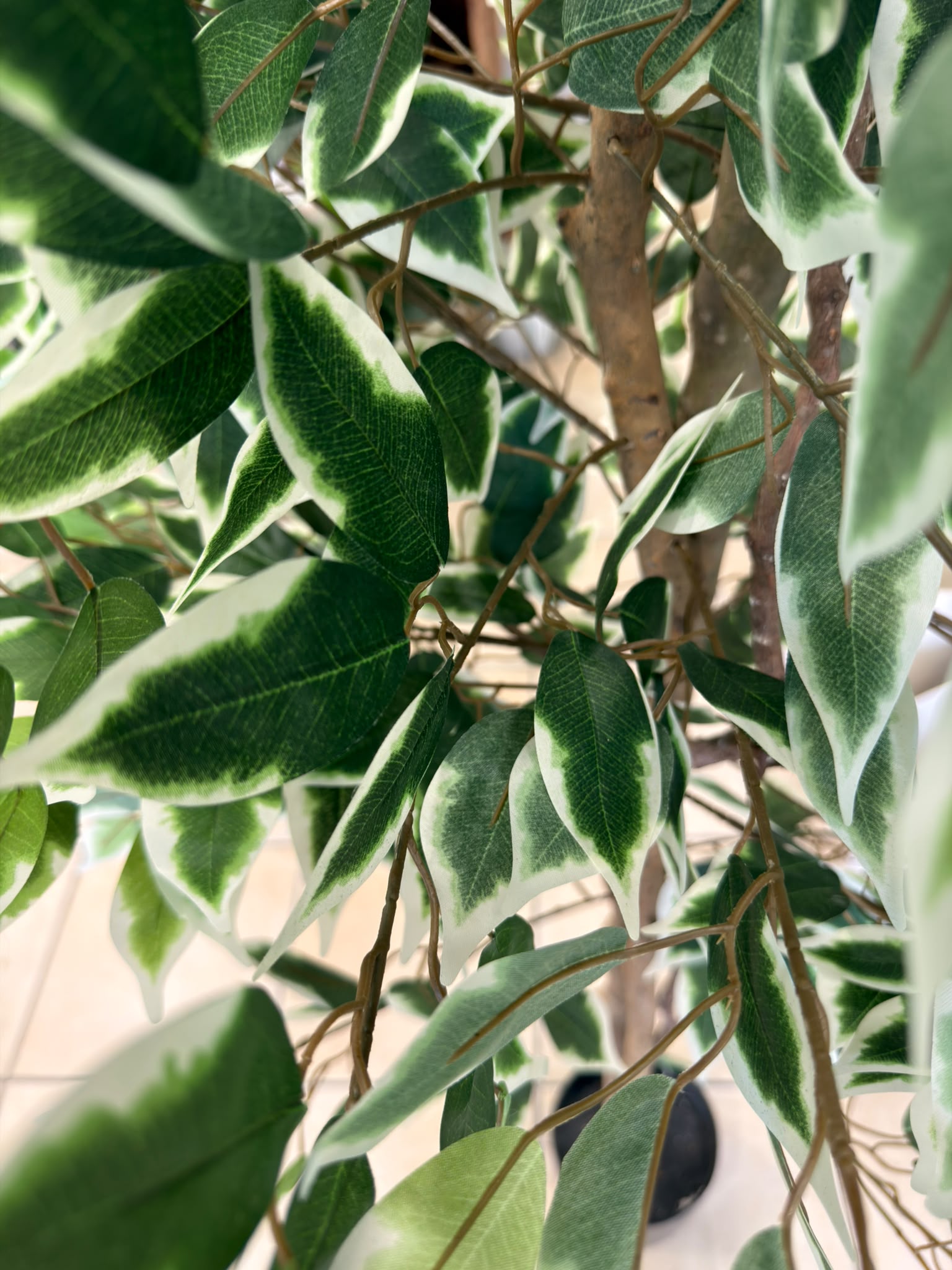 Ficus Benjamina Variegato artificiale - dettaglio foglie variegate verde e bianco