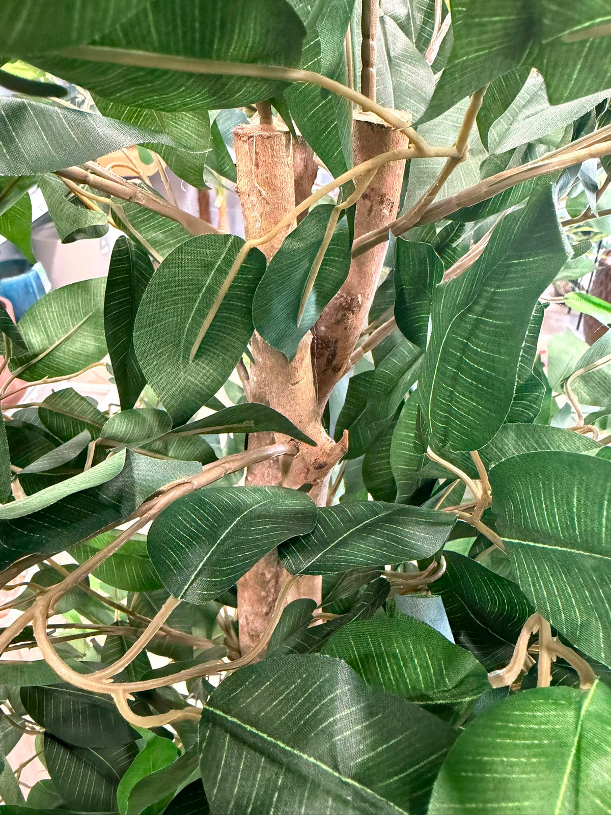 Ficus Benjamina Artificiale 180 cm