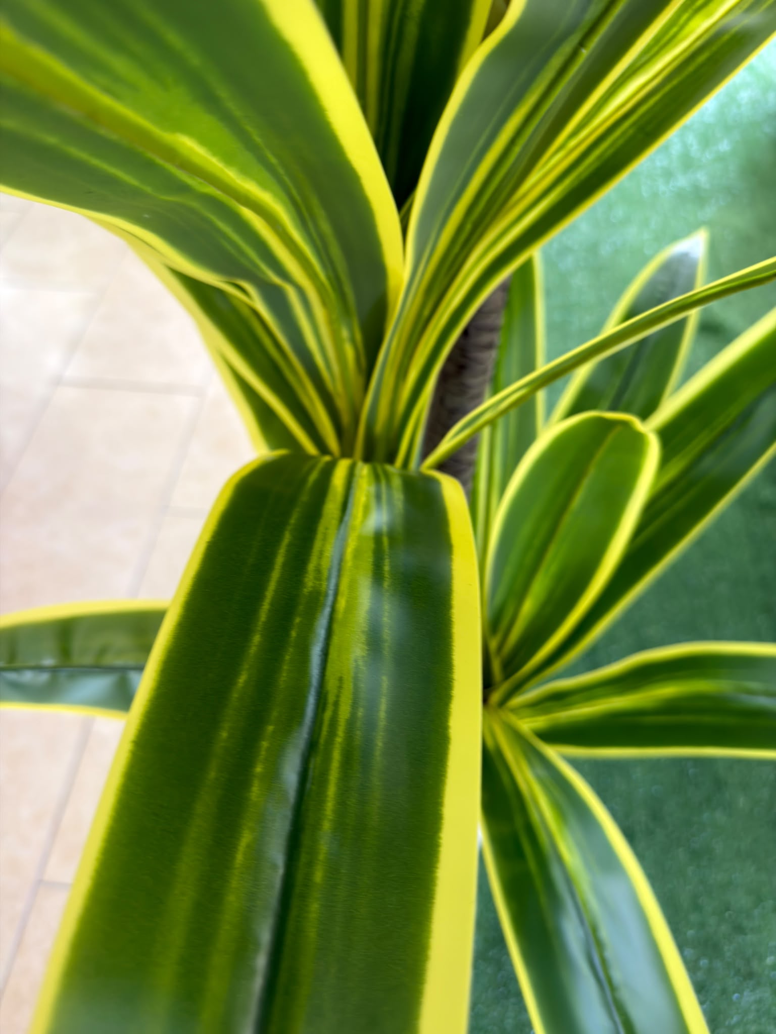 Dracena Variegata Artificiale 160 cm
